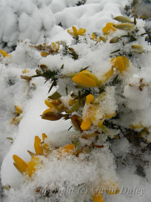 Gorse in the snow, Blackheath P1070072.JPG